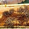 Les bienfaits du miel pur marocain pour la santé