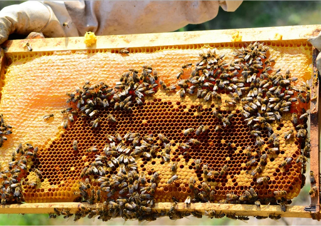 Les bienfaits du miel pur marocain pour la santé